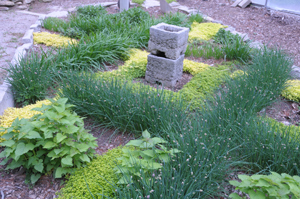 Herb garden with various herbs growing