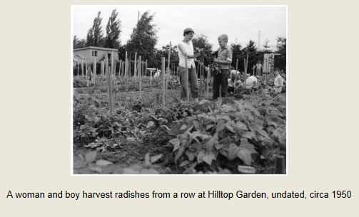 A woman and boy harvest radishes from a row at Hilltop Garden, undated, circa 1950